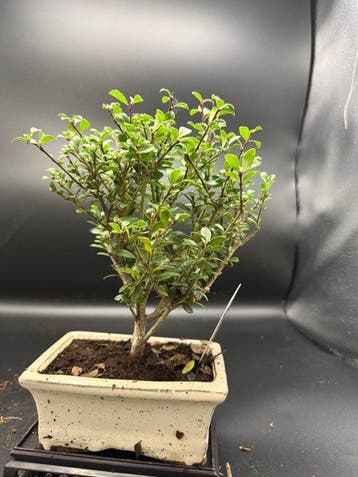 Japanese holly bonsai (Ilex crenata) - Hoogte (boom): 20 cm