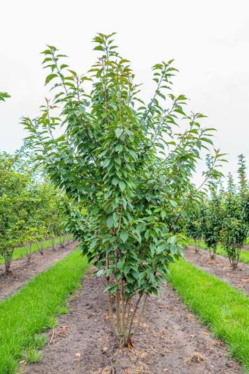 Prunus serrulata Kanzan meerstammig 250-300