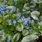 Brunnera macrophylla Sea Heart - Wortelgoed - 5 stuks, Verzenden