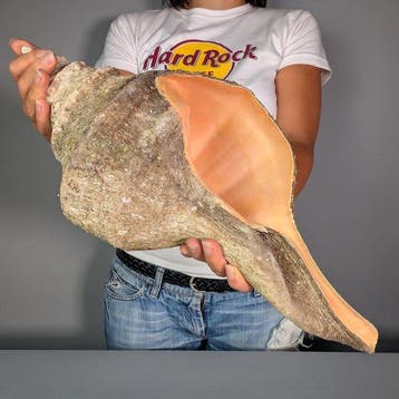 Syrinx aruanus met natuurlijk periostracum Zeeschelp -, Nieuw