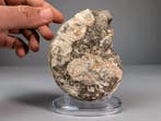 Ongewone Ammoite - Gefossiliseerde schelp - Rachophyllites, Verzamelen