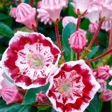 Berglaurier Minuet container (C4) Kalmia, Lepelboom, Verzenden, Laurier, Struik