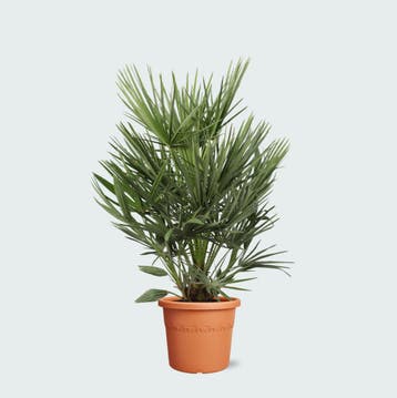 Green Bubble - Chamaerops Humilis - 90cm - Ø21 cm, Tuin en Terras, Ophalen of Verzenden