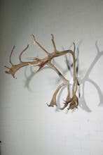 Reindeer/Caribou Schedel - Rangifer tarandus - 0 cm - 80 cm, Verzamelen, Nieuw