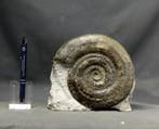 Fijn ammoniet - Mooie kleuren - Calcietvervanging - Op steen, Verzamelen, Mineralen en Fossielen