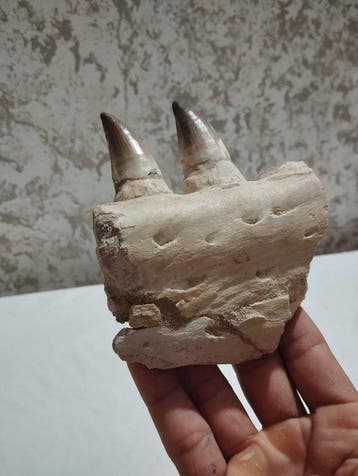 Mosasaurus - Gefossiliseerd dier - 10.5 cm - 11 cm