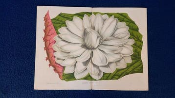 Louis van Houtte (Flore des Serres) - Complete Collection of