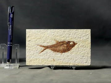 Uitstekende fossiele vis - - Gefossiliseerd dier -
