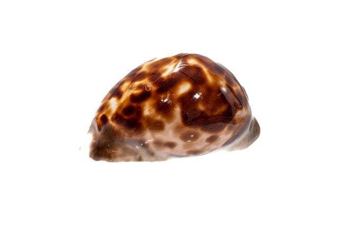kauri-schelp  GEM  zeeslak  TOP donkere tekening, Verzamelen, Dierenverzamelingen