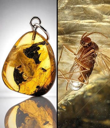 Zeldzame gouden Baltische amberhanger – Gedetailleerde