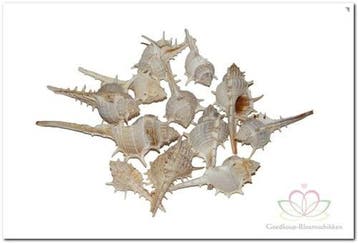 Thorn Schelpen Klein 1 kilo, Ophalen of Verzenden, Nieuw