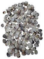 Karandai Chippy schelpen 1 kilo, Ophalen of Verzenden, Nieuw