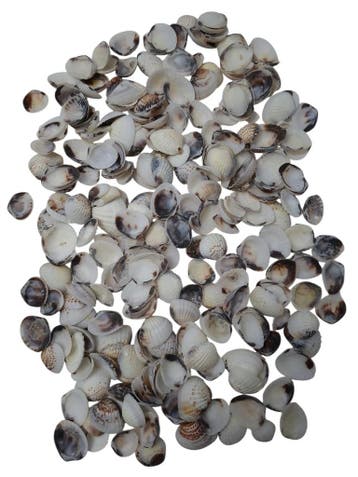 Karandai Chippy schelpen 1 kilo, Ophalen of Verzenden, Nieuw
