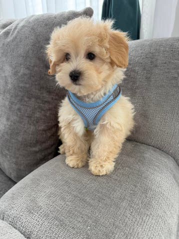 Mini MALTIPOO mooi, speels, gezond en garantie, Parvo, Overige rassen, 8 tot 15 weken, Meerdere