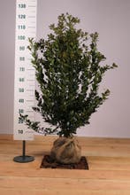 Hulst Heckenblau ®/Ilex meserveae Heckenblau 60t/m160cm, Ophalen of Verzenden, Overige soorten, Haag, 100 tot 250 cm