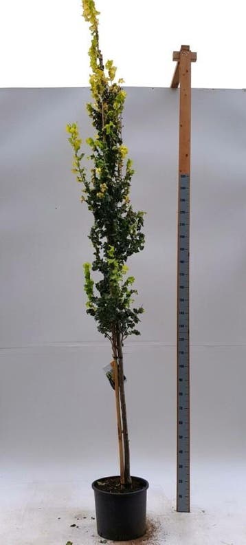 Ulmus x hollandica Wredei hoogstam 20/25