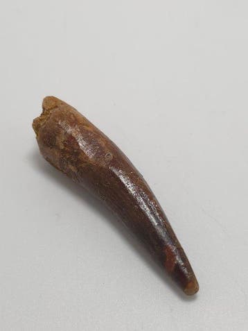 Spinosaurus - Fossiele tand - Spinosaur Aegyptiacus - 4.6 cm