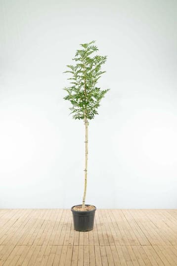Sorbus Dodong hoogstam 8/10