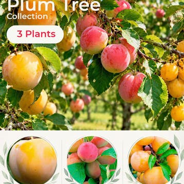 Pruimenboom Collectie – 3 Bomen, Verzenden