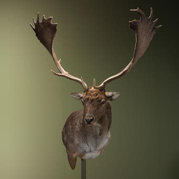 Damhert XL Taxidermie Opgezette Dieren By Max, Verzamelen, Dierenverzamelingen, Ophalen of Verzenden, Nieuw, Wild dier, Opgezet dier