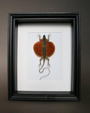 Hagedis Taxidermie volledige montage - Draco volans - 25 cm