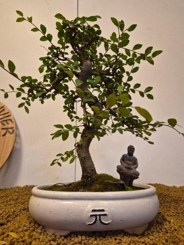 Japanese iep bonsai (Zelkova) - Hoogte (boom): 37 cm -