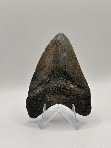 Megalodon - Fossiele tand - Otodus Megalodon - 8.49 cm