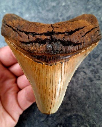 Megalodon - Fossiele tand - 10.5 cm - 9.7 cm