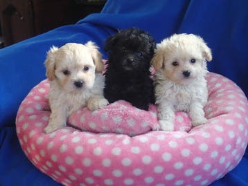 ZOO LEUK !!!. SUPERLIEVE EN VROLIJKE BOOM-POO PUPPIES, Parvo, 8 tot 15 weken, Meerdere, Meerdere dieren