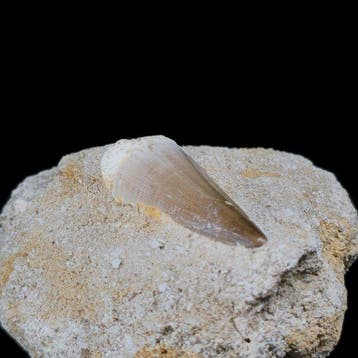 Mosasaurus - Fossiele tand - Mosasauridae / Halisaurinae - 4, Verzamelen