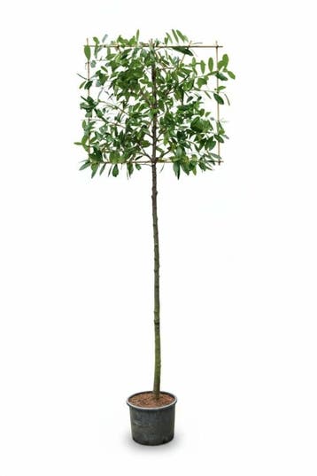 Prunus laurocerasus Novita leiboom 14/16 150cm stam 150b x
