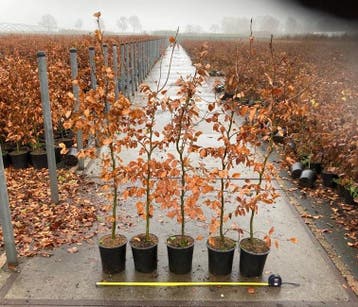 Beukenhaag - Fagus sylvatica - Bladhoudend-Groene beuk -beuk, Ophalen of Verzenden, Beukenhaag, Haag