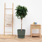Green Bubble - Ficus Benjamina Danielle - 140cm - Ø40 cm, Ophalen of Verzenden