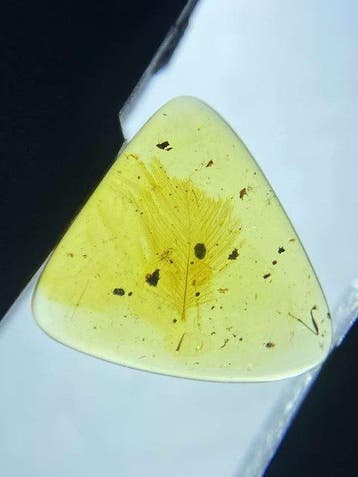 Amber - Barnsteen - feather in amber - 11.7 mm - 11.5 mm