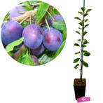 Prunus domestica Opal + pot 11cm, Verzenden, Volle zon