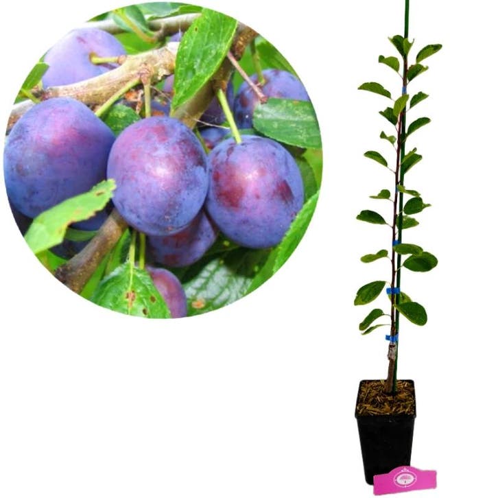 Prunus domestica Opal + pot 11cm, Tuin en Terras, Planten | Fruitbomen, Volle zon, Verzenden