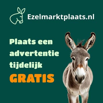 Ezel (ver)kopen?, Dieren en Toebehoren, Overige Dieren