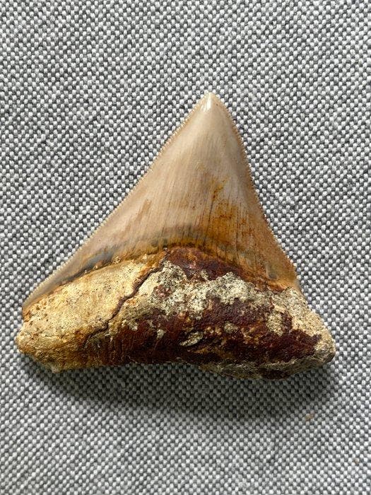 Megalodon-tand 6,3 cm - Fossiele tand - Carcharocles, Verzamelen, Mineralen en Fossielen