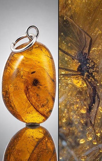 Premium Baltisch Amber Hanger – Eoceen-mug-inclusie in rijk