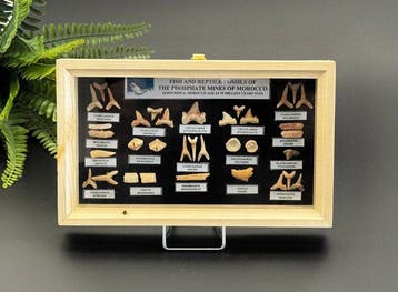 haai, Mosasaurus, Enchodus, Corax en meer - Fossiele tanden, Antiek en Kunst