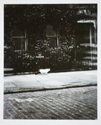 Stefan Moses - Katze in New York