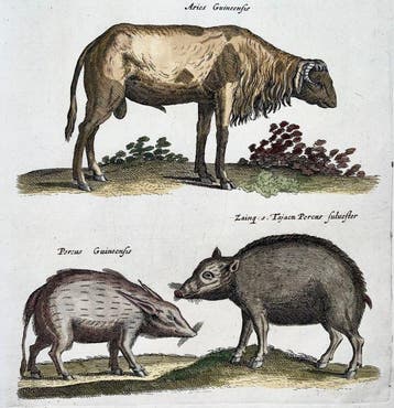 Matthäus Merian (1593-1650) Folio: Pigs, Porcus, Sheep,