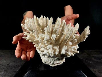 fascinerende vertakking van Acropora-koraal Taxidermie, Nieuw