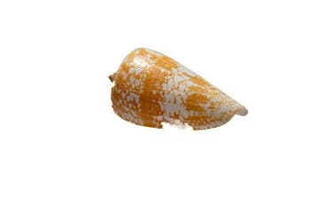 exclusief stuk  met herkomstgegevens/blad - oranje, Verzamelen
