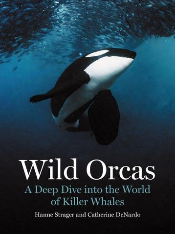 9780691269849 Wild Orcas Hanne Strager, Verzenden, Nieuw, Hanne Strager