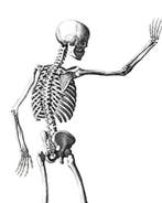 Bartholomeo Eustachius - Tabulae anatomicae - 1722