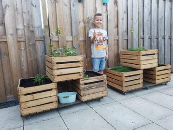 Fruitkisten , Veilingkisten , Houten kisten , Houten kratten, Ophalen, Gebruikt