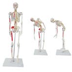 Anatomie model menselijk skelet met origo en insertie va..., Nieuw