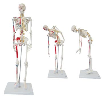 Anatomie model menselijk skelet met origo en insertie va..., Nieuw