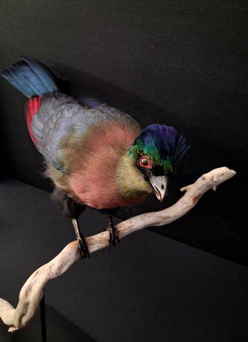 Purperkuiftoerako Taxidermie volledige montage - Tauraco, Verzamelen, Nieuw